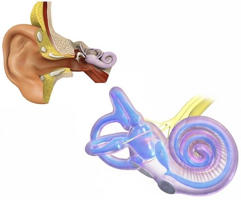 Detailed diagram of inner ear anatomy showing cochlea, semicircular canals, and vestibulocochlear nerve in microtia patients