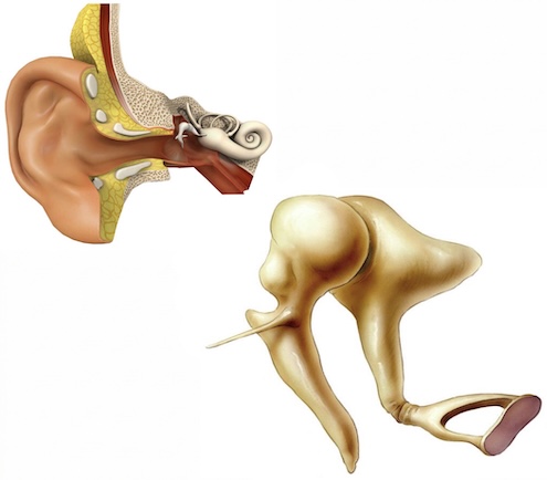 Middle ear anatomy diagram showing ossicular chain including malleus, incus, and stapes — ear model and detail view
