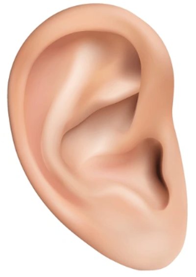 External ear auricle anatomy diagram showing all ten structures of the outer ear — right ear anterior view