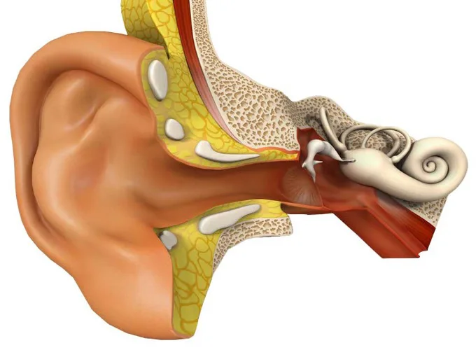 Diagram of the outer, middle, and inner ear showing the ear canal, eardrum, ossicles, and cochlea — illustrating how sound travels through the ear and why microtia affects hearing
