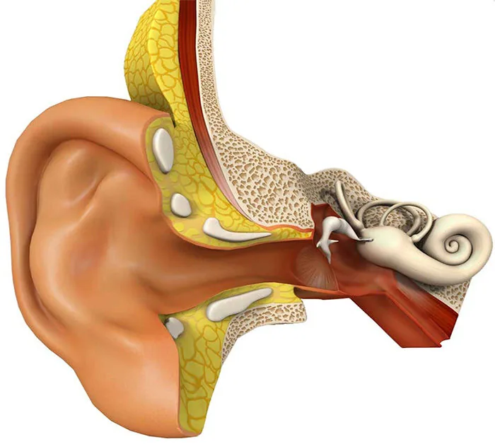 Detailed cross-section diagram of normal ear anatomy showing outer, middle, and inner ear structures for microtia education